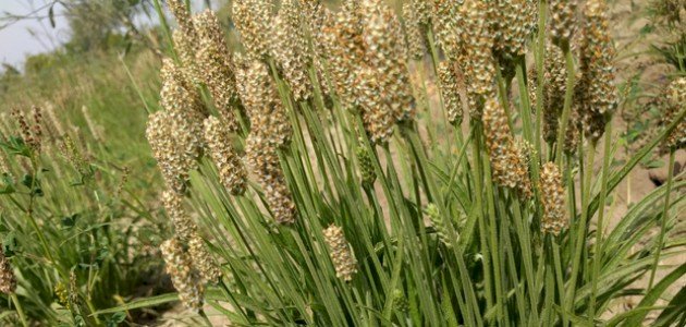 تعرف على قشور السيليوم وفوائدها الصحية