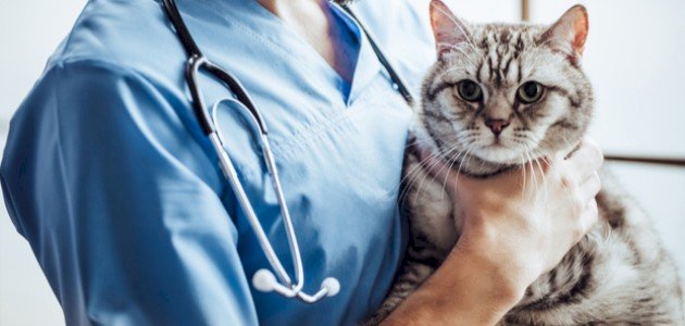 الطب البيطري: فروعه ومميزات دراسته