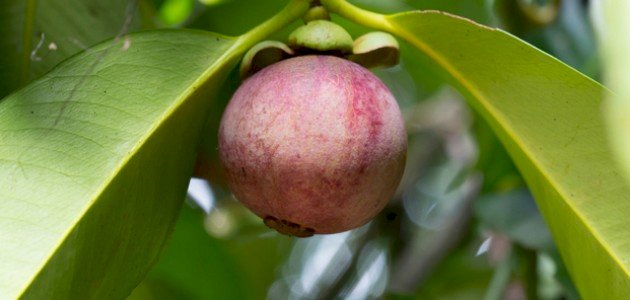 كل ما تود معرفته حول فوائد ثمرة الجارسينيا