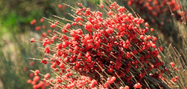 عشبة العلندة: الفوائد الصحية ومحاذير الاستخدام