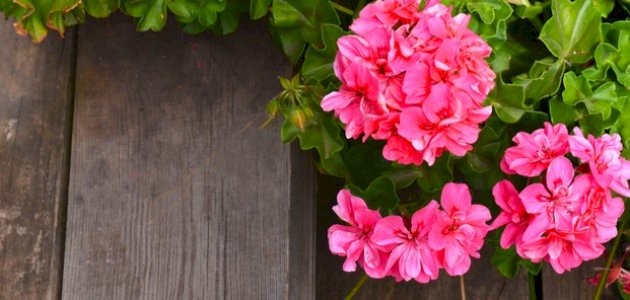 تعرف على خطوات زراعة نبات العطرة في المنزل