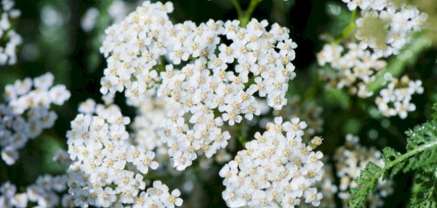 كل ما تود معرفته حول عشبة الأخيليا