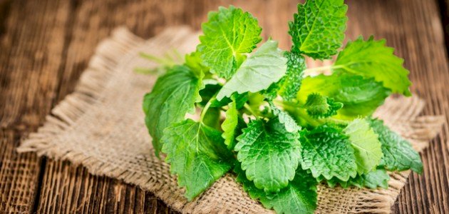 كل ما يهمك حول عشبة المليسة وفوائدها الصحية