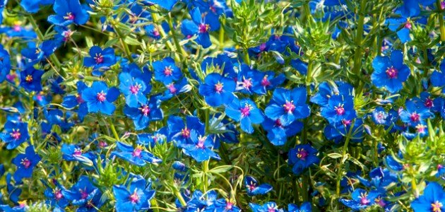 كل ما تود معرفته حول فوائد عشبة اللوبيليا