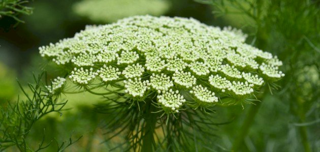 كل ما تود معرفته حول بذور الخلة