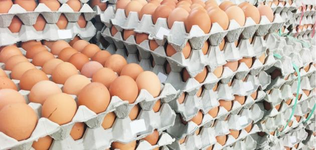 ما متطلبات تأسيس مشروع توزيع البيض؟