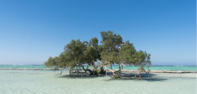 كل ما تود معرفته حول محمية وادي الجمال