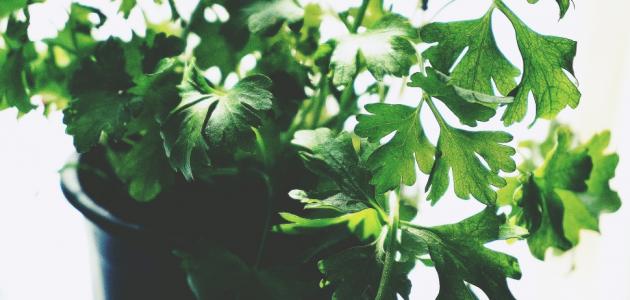 فوائد البقدونس واضراره
