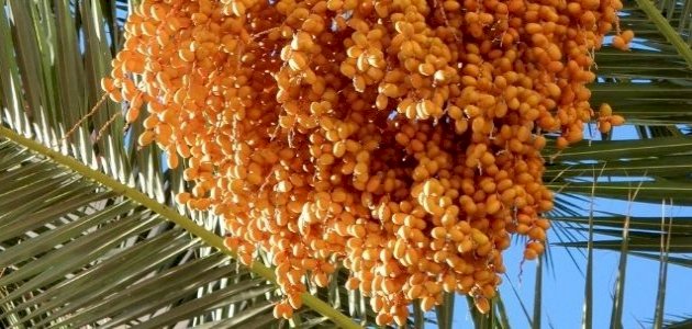 كيفية استعمال طلع النخيل للرجال