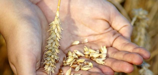 فوائد حبوب جنين القمح للتسمين