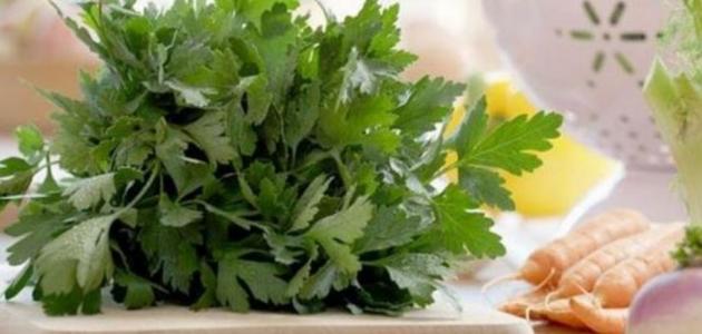 فوائد زريعة المعدنوس