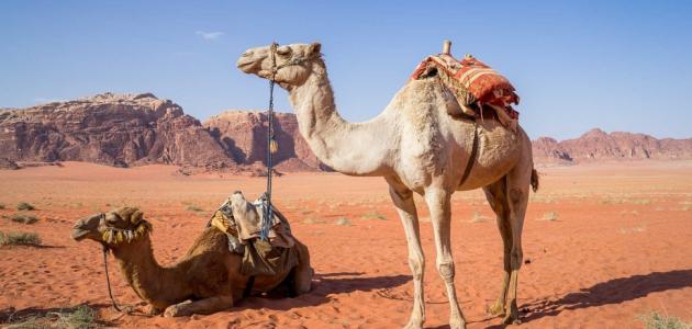 فوائد بول الابل للجنس