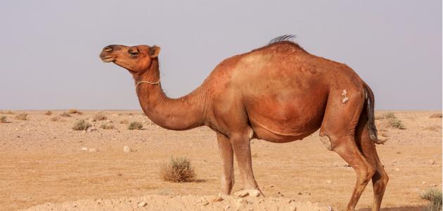 فوائد بول الابل لمرضى السرطان