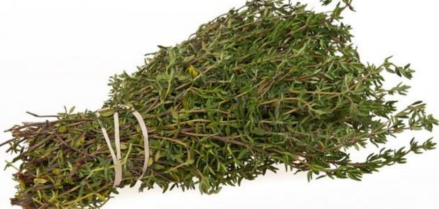 فوائد شرب الزعتر البري